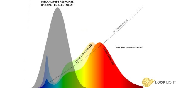 نمودار نشان دهنده منحنی حساسیت برای پاسخ ملانوپسین. انرژی نور در این باند طول موج هوشیاری را افزایش می دهد.
