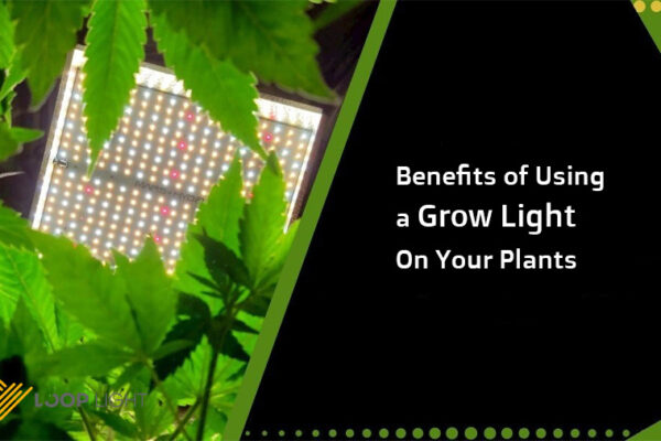 مزایای استفاده از چراغ های رشد گیاه ال ای دی چیست؟
