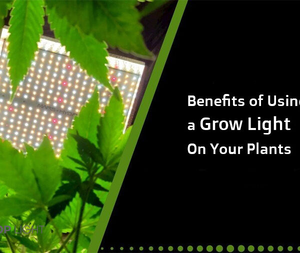 مزایای استفاده از چراغ های رشد گیاه ال ای دی چیست؟
